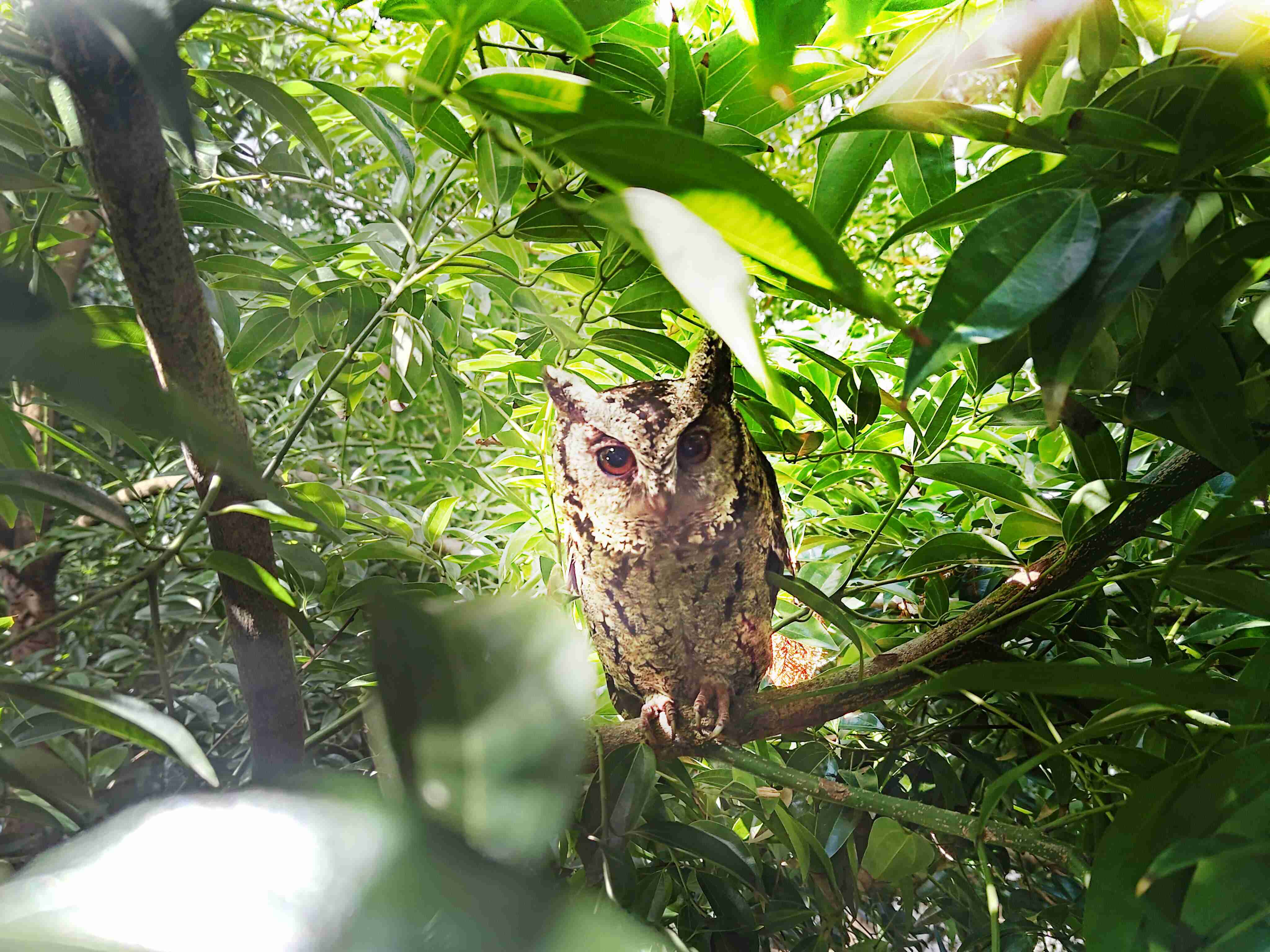 JDB电子致力提倡净零绿生活，，，，16年以来在全球各厂区植树逾百万棵，，，造就各厂区树木蔚然成林，，，，犹如森林工厂，，，，成为许多生物的栖息地